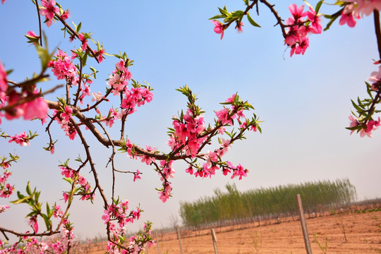 桃花乡