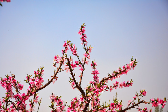 桃花运