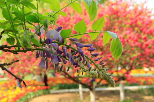 花枝