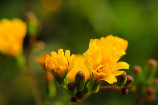 小黄花