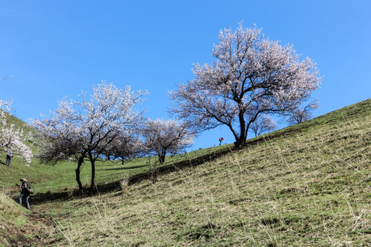 野杏树