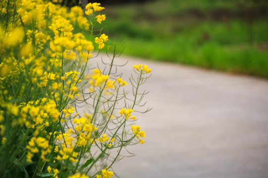 路边油菜花