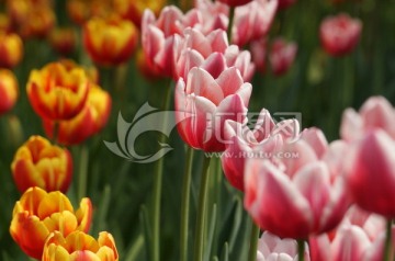 郁金香Tulip