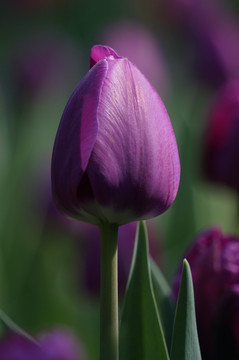 紫色郁金香Tulip