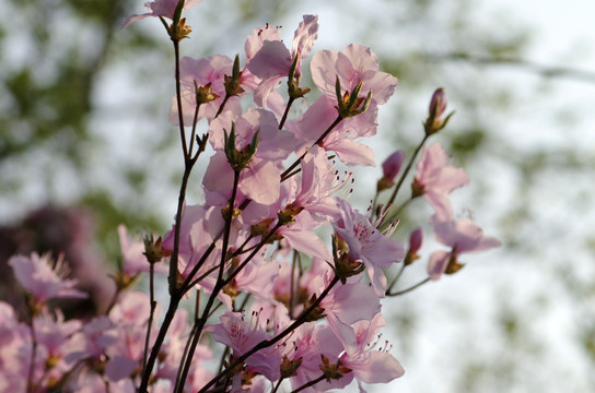 杜鹃花