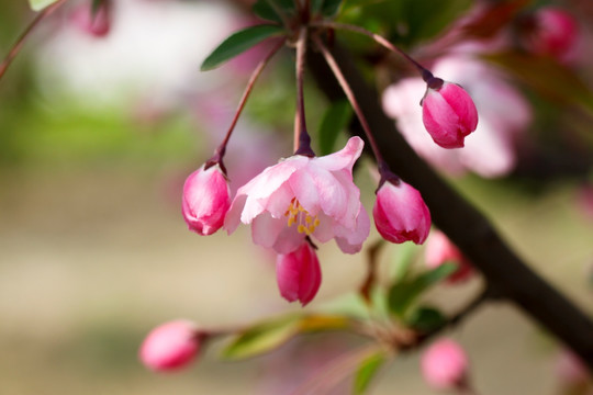 垂丝海棠 海棠 花草 园林绿化