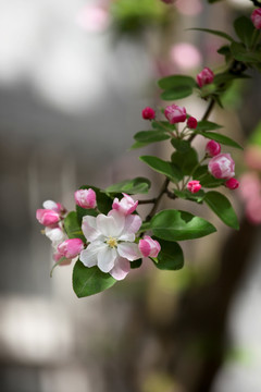 西府海棠 海棠花