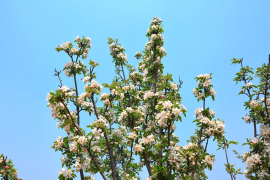 苹果花