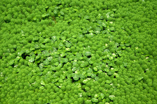 浮萍 绿藻