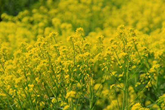 油菜花