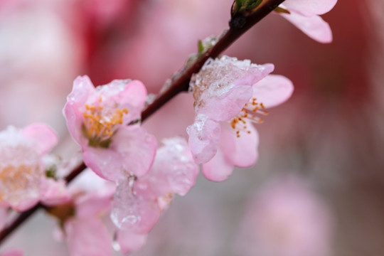 冰雪榆叶梅