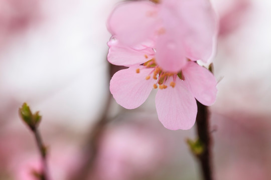 榆叶梅