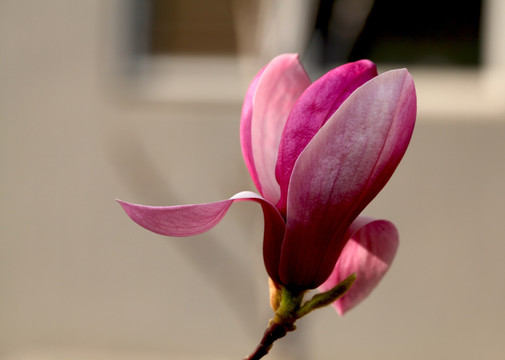 玉兰花