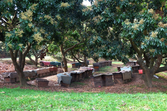 荔枝树下蜜蜂箱