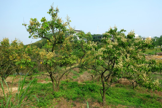 荔枝树