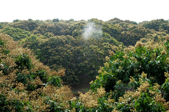 荔枝园除虫