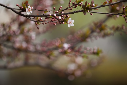 海棠花 枝条