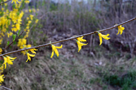 连翘花jpg高清