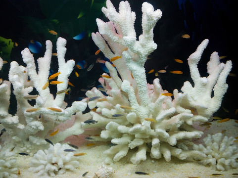 珊瑚及热带鱼