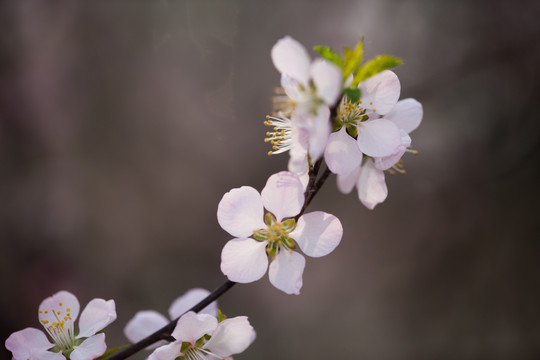 杏花 桃花 粉红色