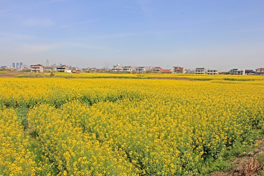 油菜花