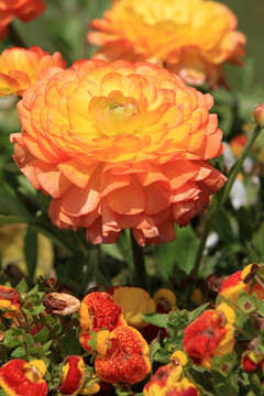 鲜花