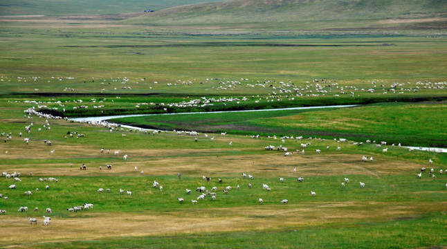退化草原上的羊群