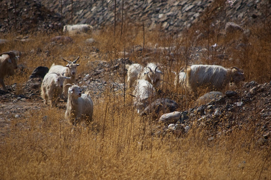 一群山羊