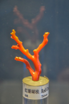 红珊瑚枝