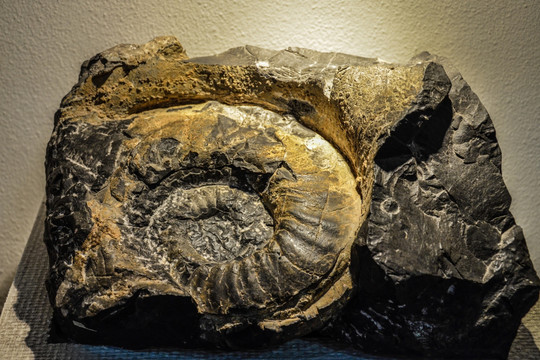 巨型中国雷鹦鹉螺化石