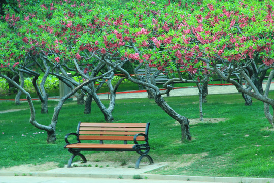 椅子 桃花 公园
