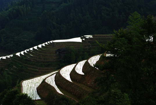 龙胜梯田