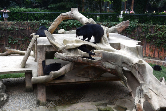 动物园里的黑熊
