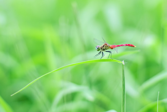 蜻蜓