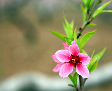 一朵桃花特写