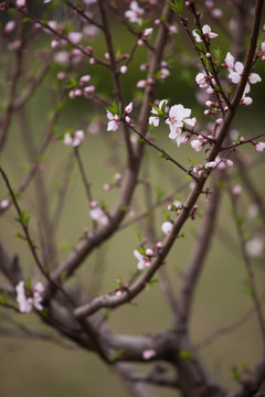 桃花 桃树 竖片 绿背景