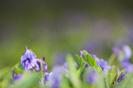 紫花地丁 紫色小花 草坪