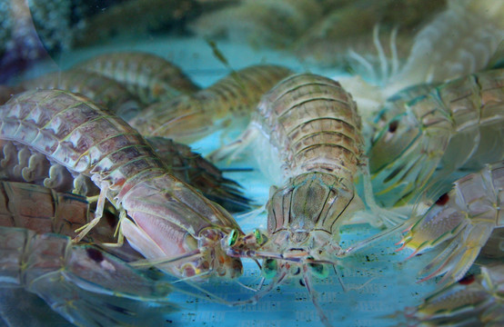 米螳螂虾