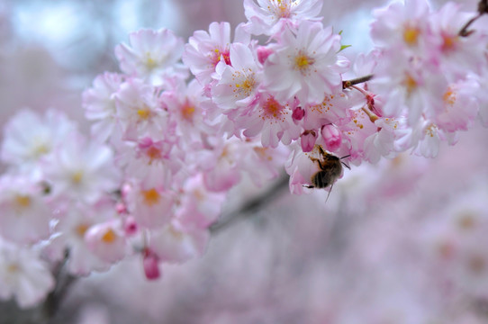 樱花