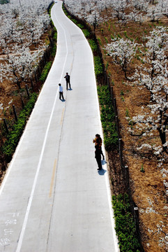 通向春天梨花盛开的公路