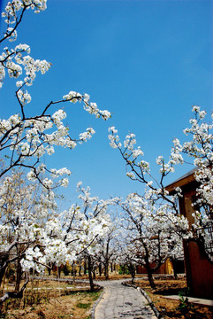 春天梨花盛开的季节