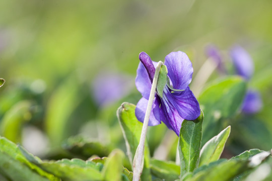 紫花地丁 紫色小花 草坪