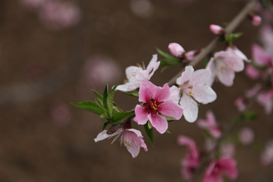 一枝桃花