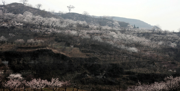 杏花村