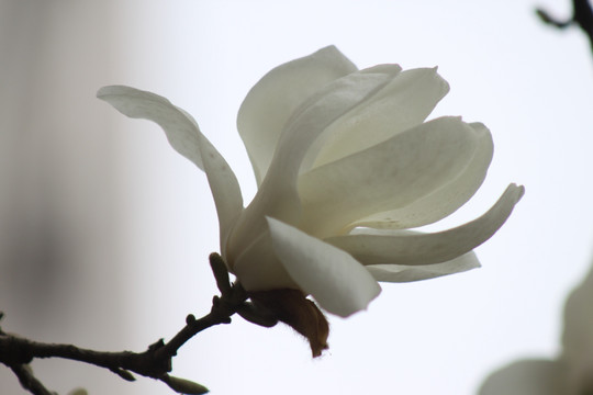 玉兰