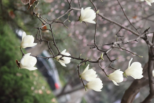 玉兰