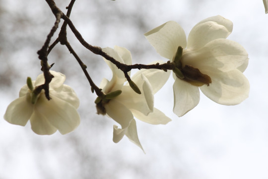 玉兰花