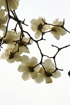 玉兰花