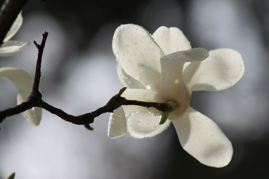 玉兰花
