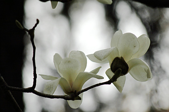 玉兰花